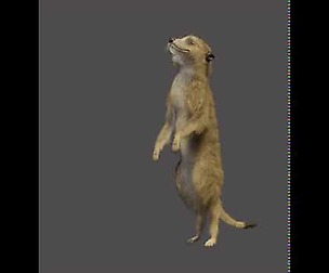 meerkat