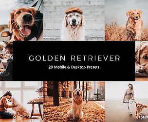 20 Golden Retriever Lightroom Presets and LUTs