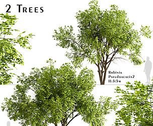 Set of Robinia Pseudoacacia Trees (Black Locust)