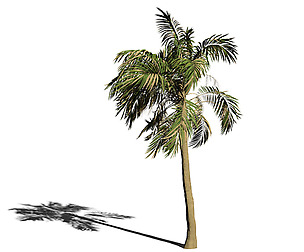 Palm Tree Animation 3D model