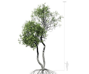 Broadleaf Tree 004