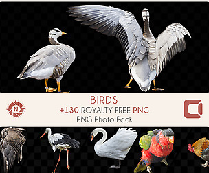 Birds - PNG Photo Pack