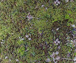 Ground Leaves - 8K ST (5 variations)