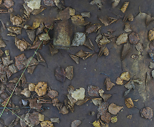 Ground Leaves 2 - 8K ST (5 variations)