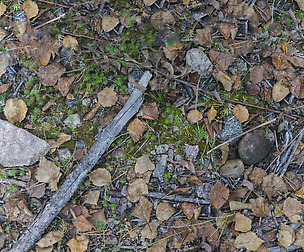 Ground Leaves 3 - 8K ST (5 variations)