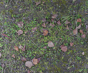 Ground Leaves 4 - 8K ST (5 variations)
