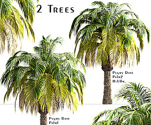 Set of Pygmy Date Palm Trees (Phoenix Roebelenii)