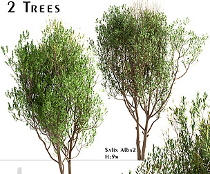 Set of Salix Alba Trees (White Willow) (2 Trees)