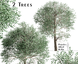 Set of Populus Alba Trees (White Poplar) (2 Trees)