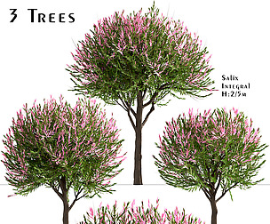 Set of Salix Integra Trees (Dappled Willow)