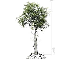 Broadleaf Tree 005