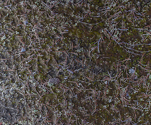 Ground - 8K ST (5 variations)