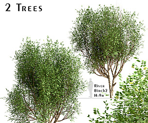 Set Of River Birch Trees (Betula Nigra) (2 Trees)
