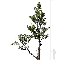 Conifer Tree 002