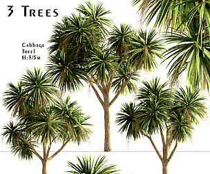 Set of New Zealand Cabbage (Cordyline Australis)