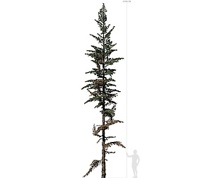 Conifer Tree 003