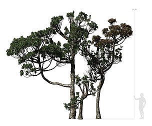 Conifer Tree 004