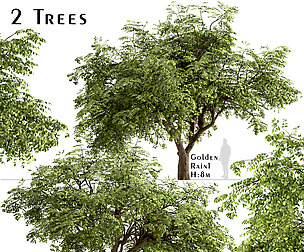 Set of Golden Rain Trees (Koelreuteria Paniculata)