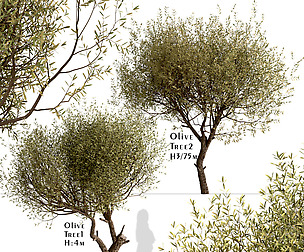 Set Of Olive Trees (Olea Europaea) (2 Trees)