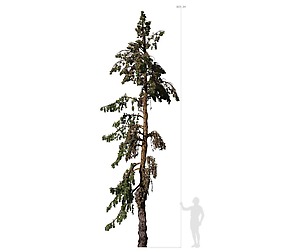 Conifer Tree 005