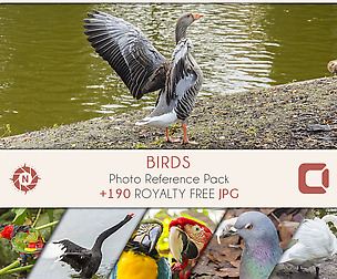 Birds - Photo Reference Pack
