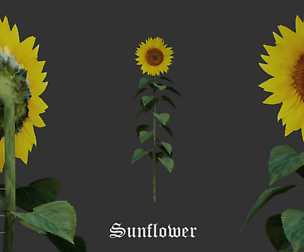 Flowers Pack