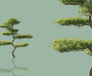 Bonsai Trees