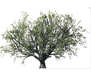 Beech Tree 001 - Fagus grandifolia