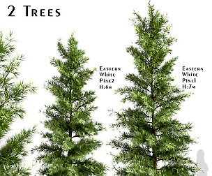 Set of Eastern White Pine Trees (Pinus Strobus)
