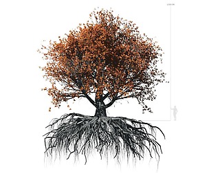Beech Tree 002 - Fagus grandifolia
