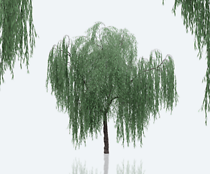 Weeping Willow Trees