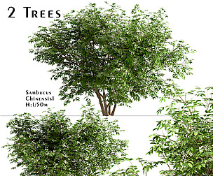 Set of Sambucus Chinensis Trees ( Elderberry )