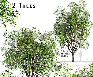 Set of Silver Maple Trees (Acer Saccharinum)