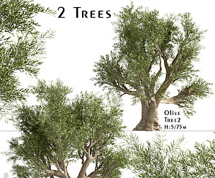 Set of Olive Trees (Olea Europaea) (2 Trees)