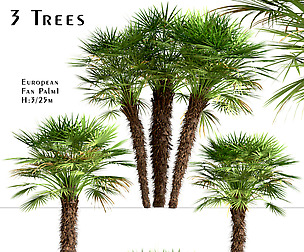 Set of European Fan Palm trees (Chamaerops)