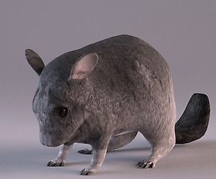 Chinchilla