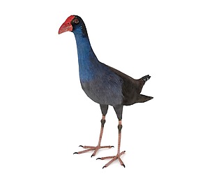 Purple Swamphen