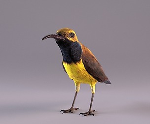 Olive-backed Sunbird