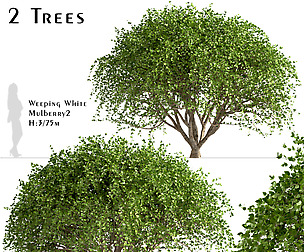 Set of Weeping White Mulberry Trees(Morus Pendula)