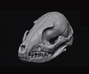 Fox Skull