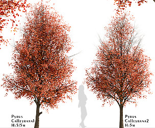Set of Pyrus Calleryana Trees (Callery Pear)