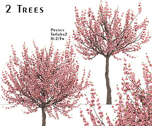 Set of Prunus Triloba Trees (Flowering Almond)