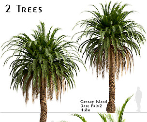 Set of Canary Island Date Palm-Phoenix Canariensis