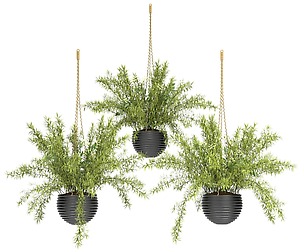 Hanging Basket plants set