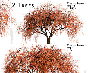 Set of Weeping Japanese Maple Trees(Acer Palmatum)