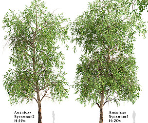 Set of American Sycamore Trees