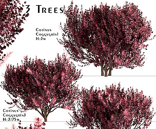 Set of Cotinus Coggygria trees (Smoke Tree)