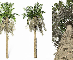 palm tree 8s