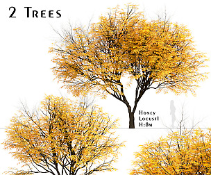 Set of Honey Locust Trees (Gleditsia Triacanthos)