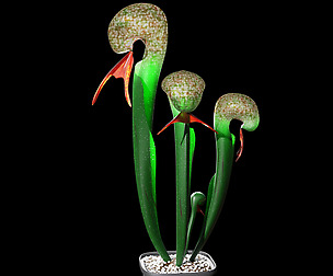 Cobra lily